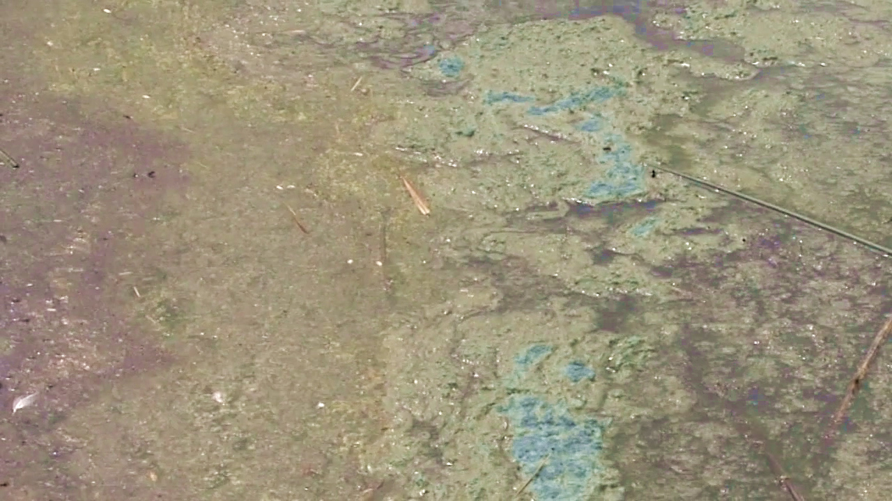 Blue-green algae reported in 9 bodies of water in North Dakota - Vimarsana News